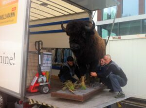 Read more about the article BISON SCHWEIZ AG